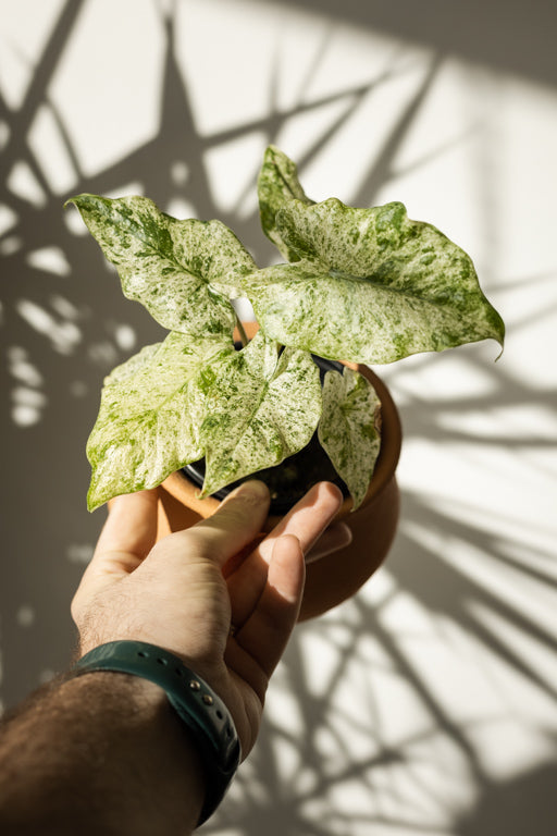 Alocasia Odora ‘Batik’