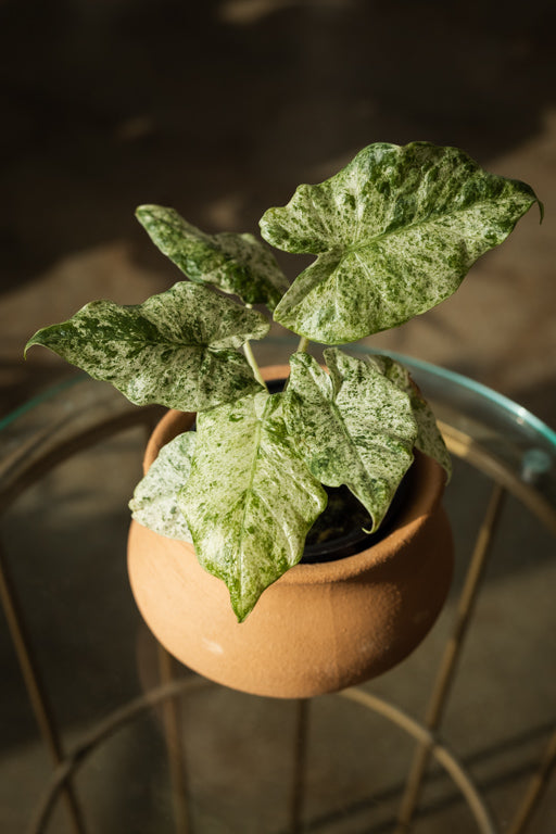 Alocasia Odora ‘Batik’