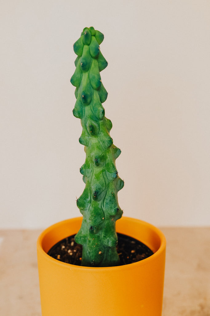 Boobie Cactus - Myrtillocactus Geometrizans 'Fukurokuryuzinboku'