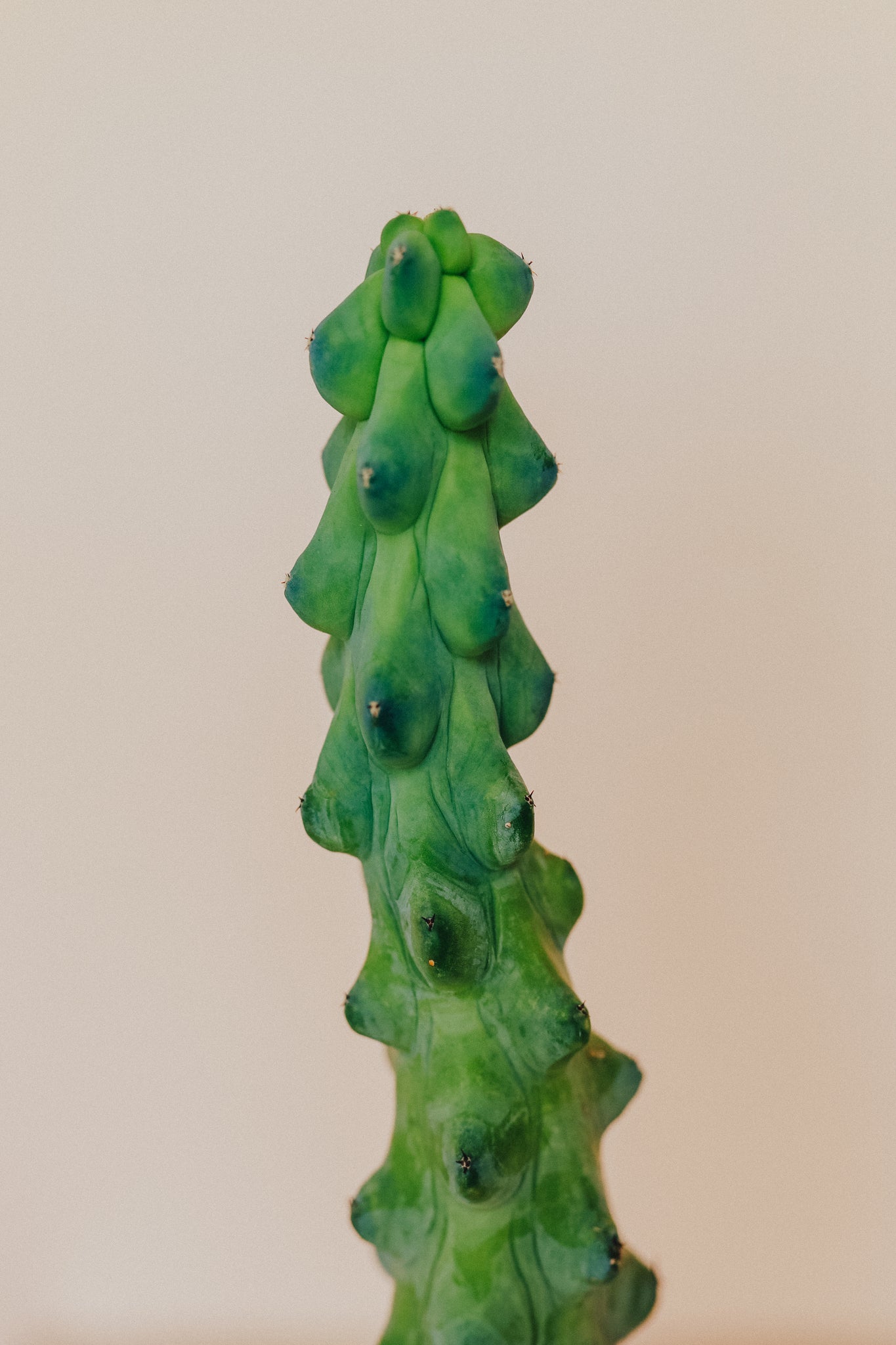 Boobie Cactus - Myrtillocactus Geometrizans 'Fukurokuryuzinboku'