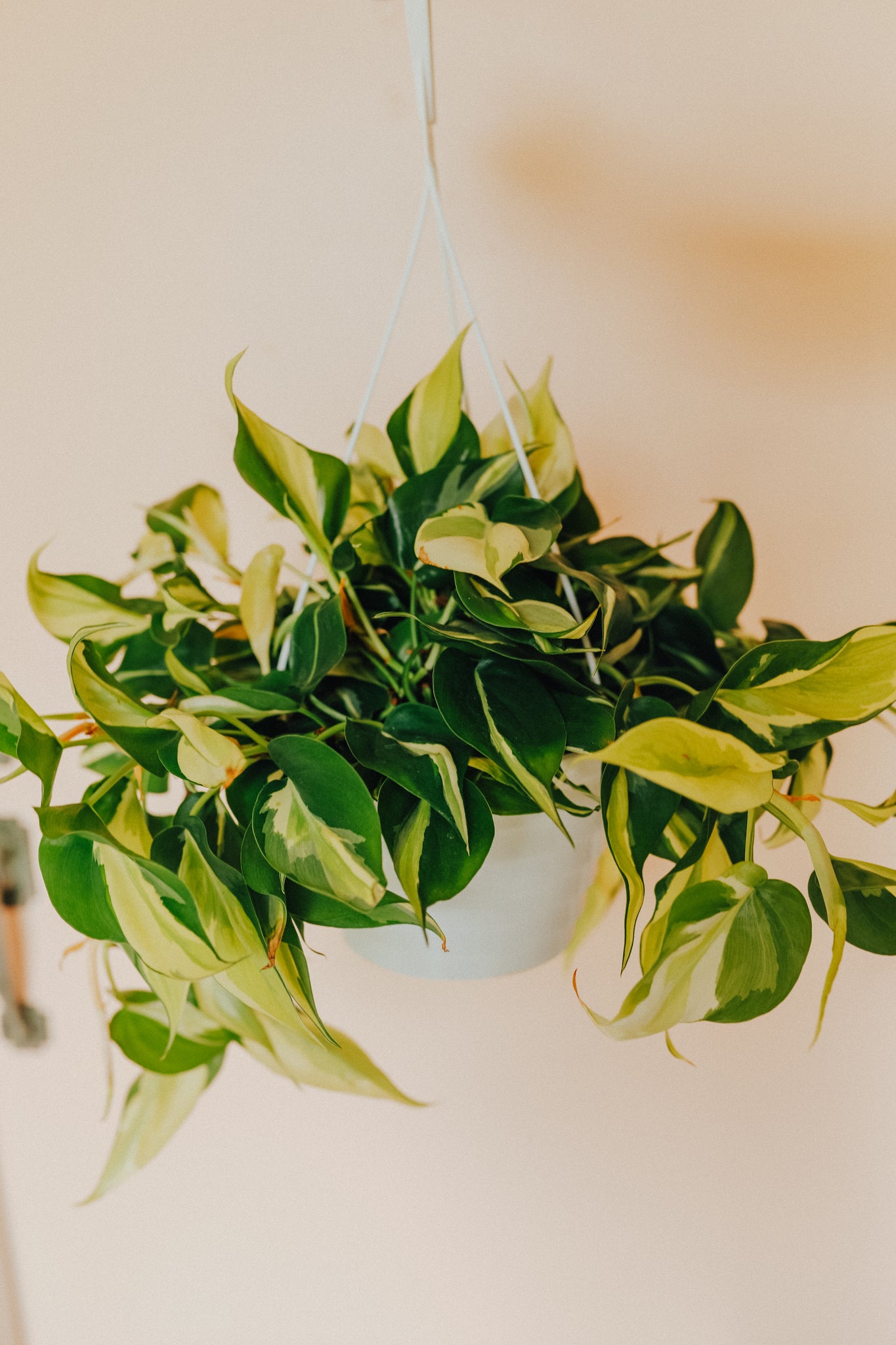 Philodendron 'Silver Stripe'