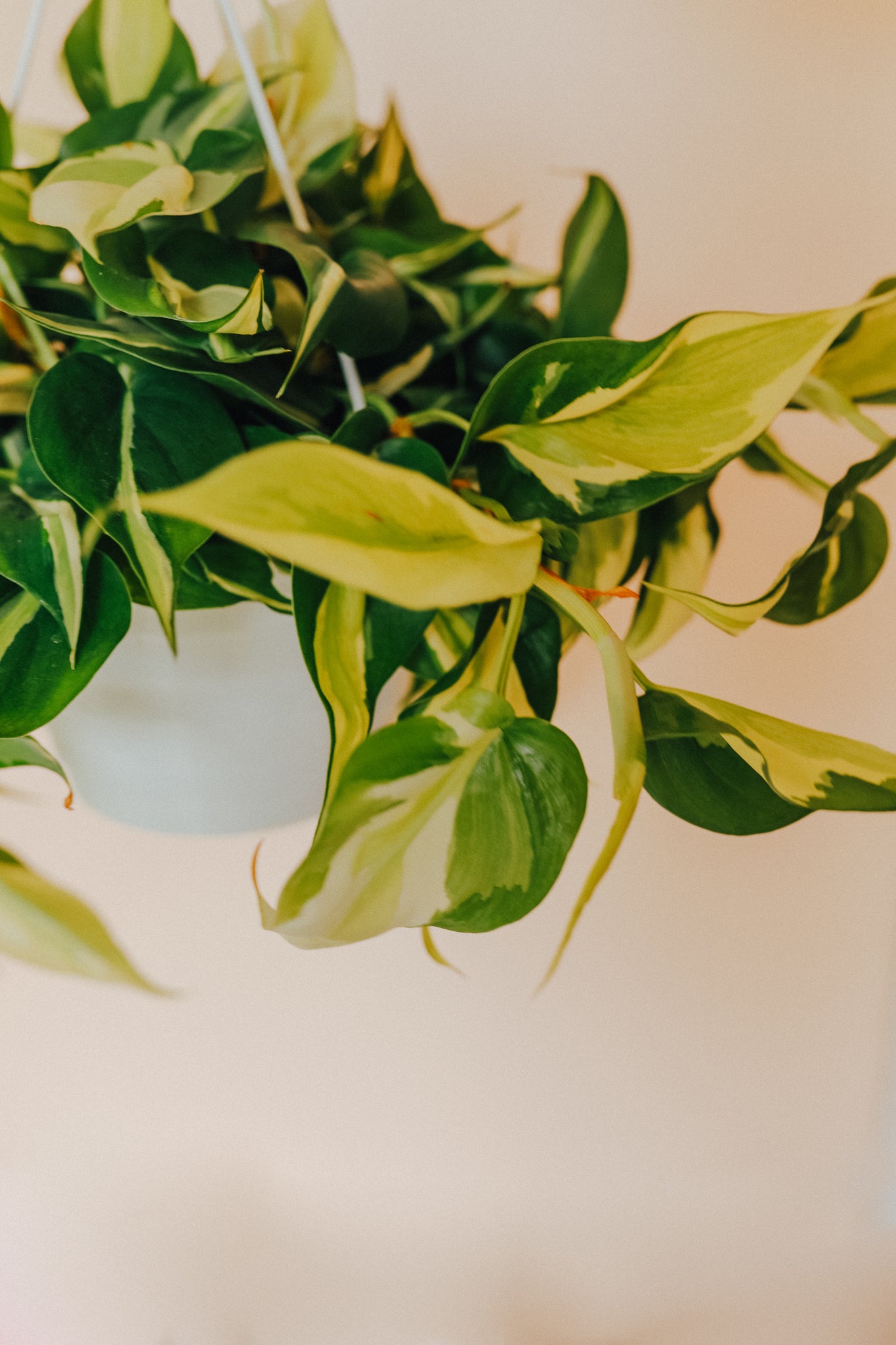 Philodendron 'Silver Stripe'