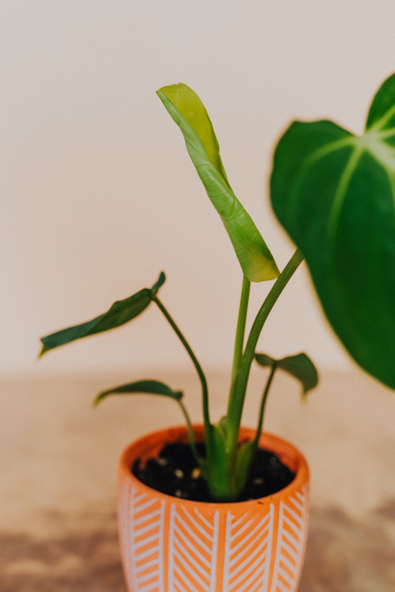 Philodendron Gloriosum