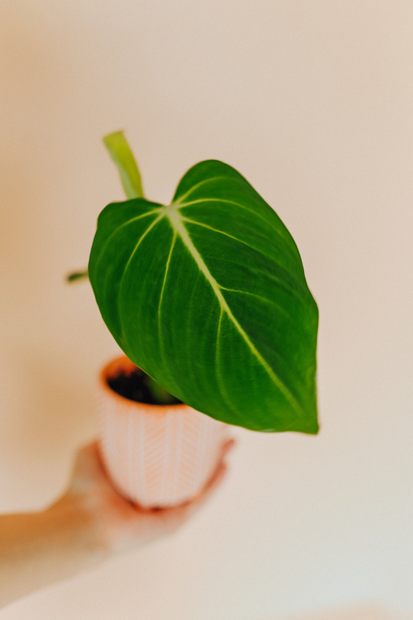 Philodendron Gloriosum