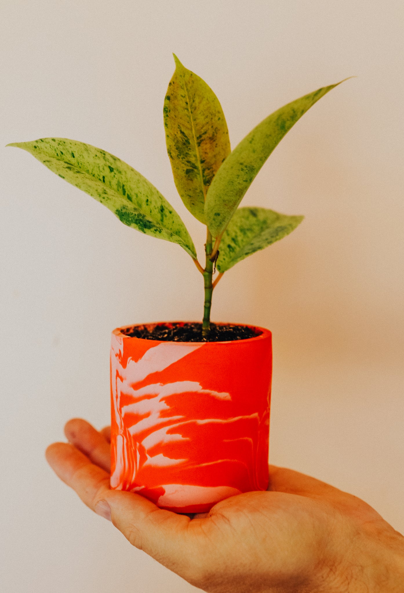 Ficus Shivereana