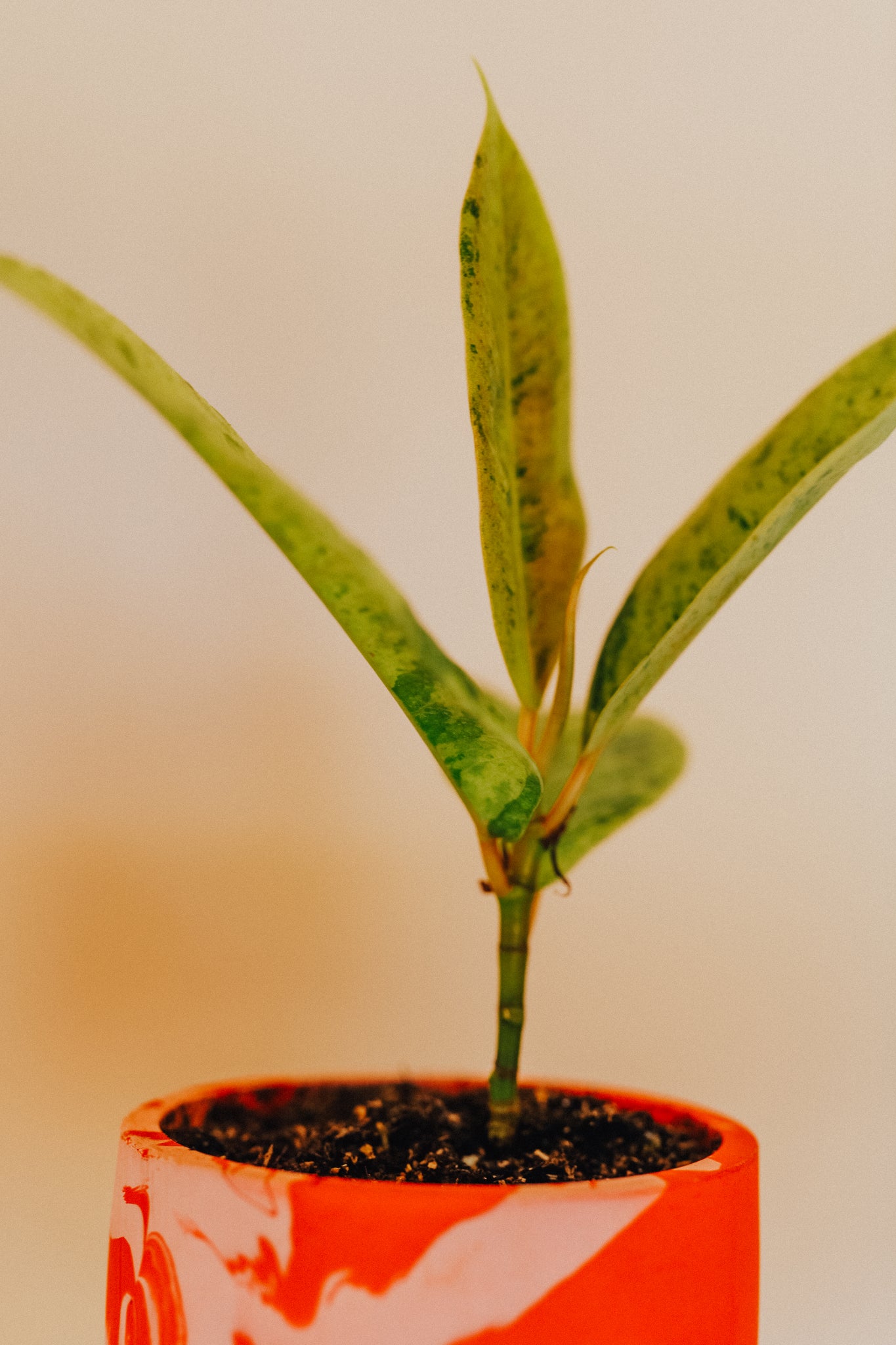 Ficus Shivereana