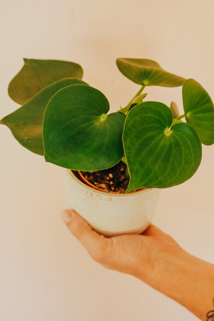 Peperomia Polybatra "Tear Drop"