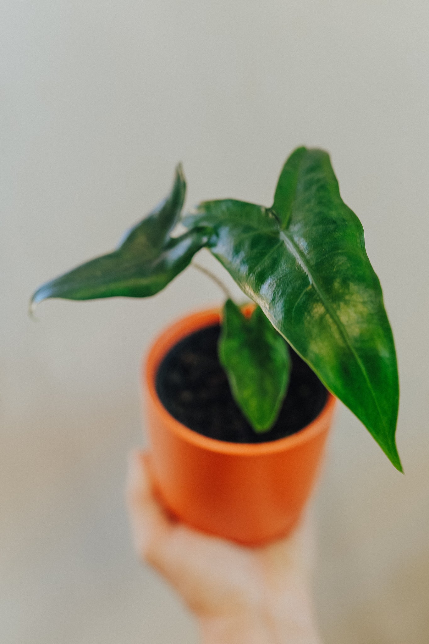 Alocasia Tigrina