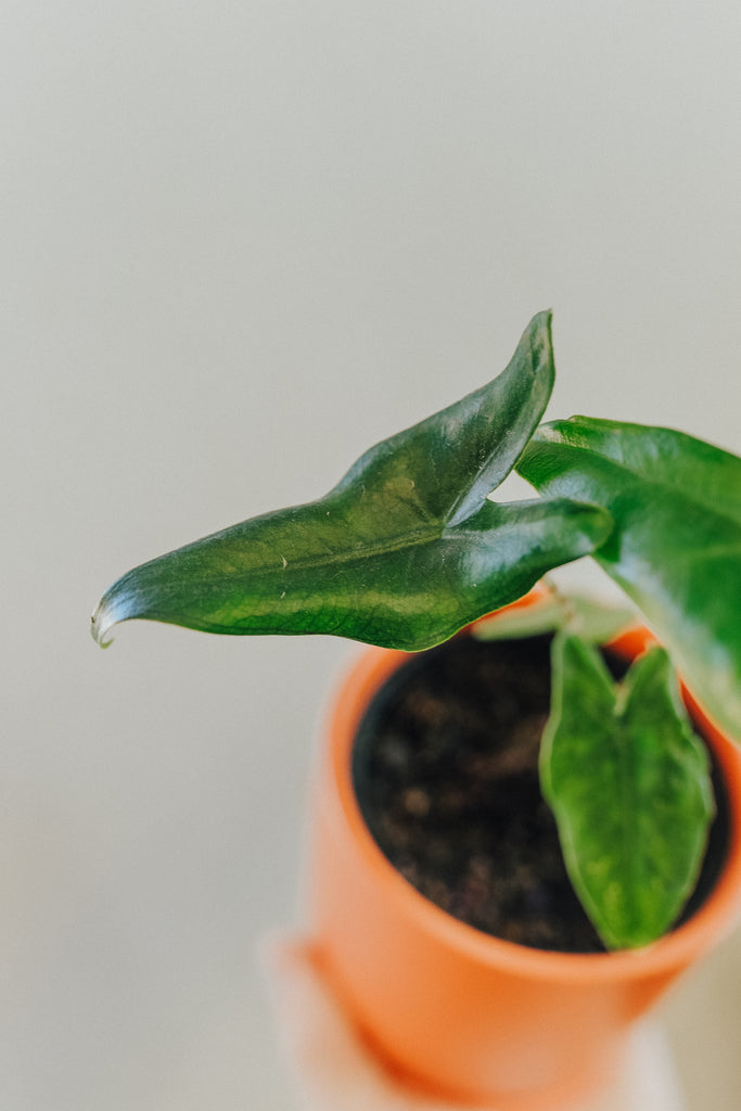 Alocasia Tigrina