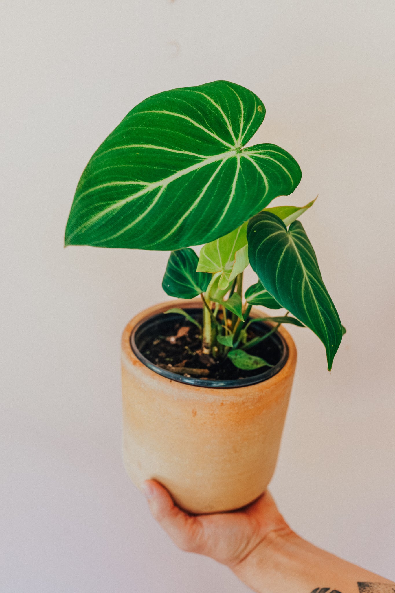 Philodendron Gloriosum