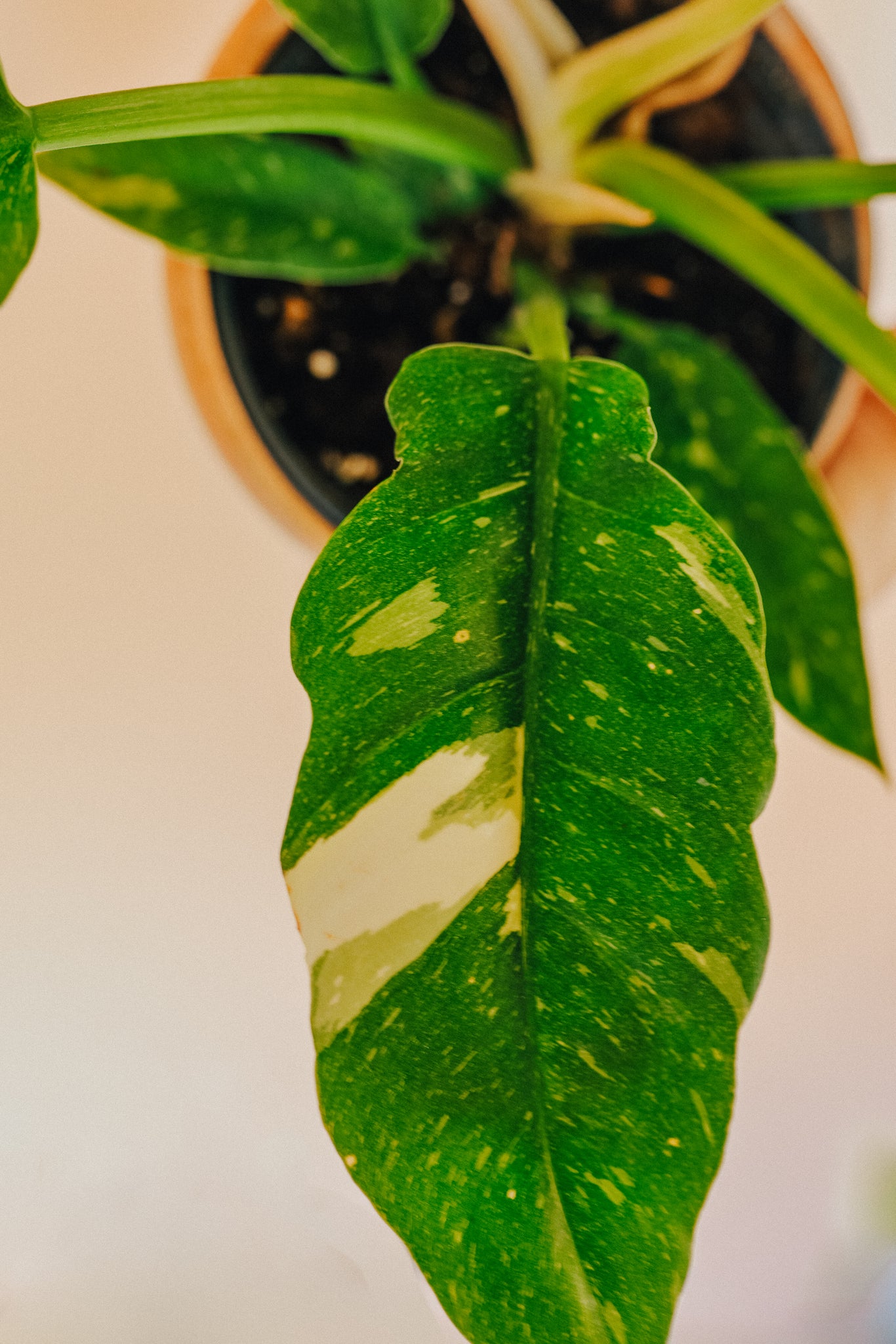 Philodendron 'Ring of Fire'
