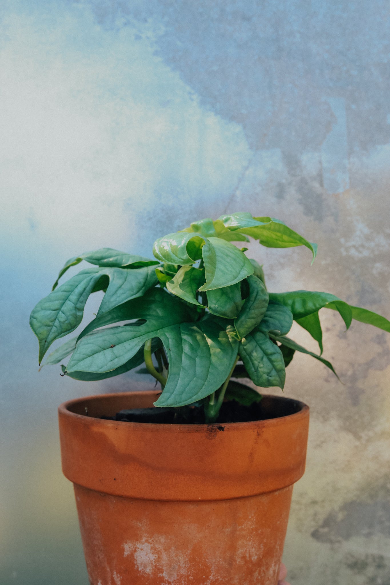 Anydrium Medium "Silver"