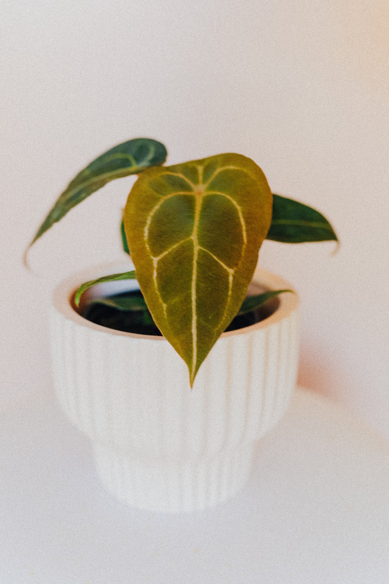 Anthurium Forgetii