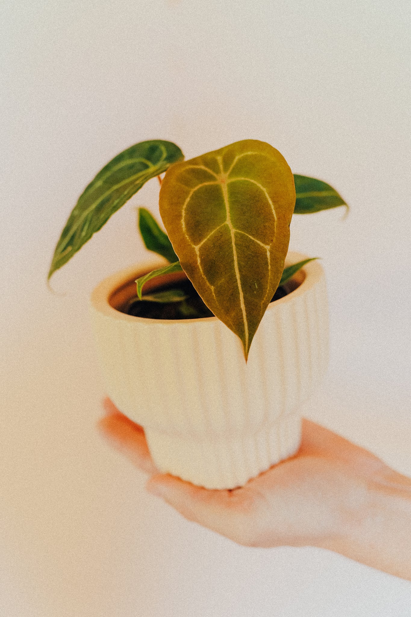 Anthurium Forgetii