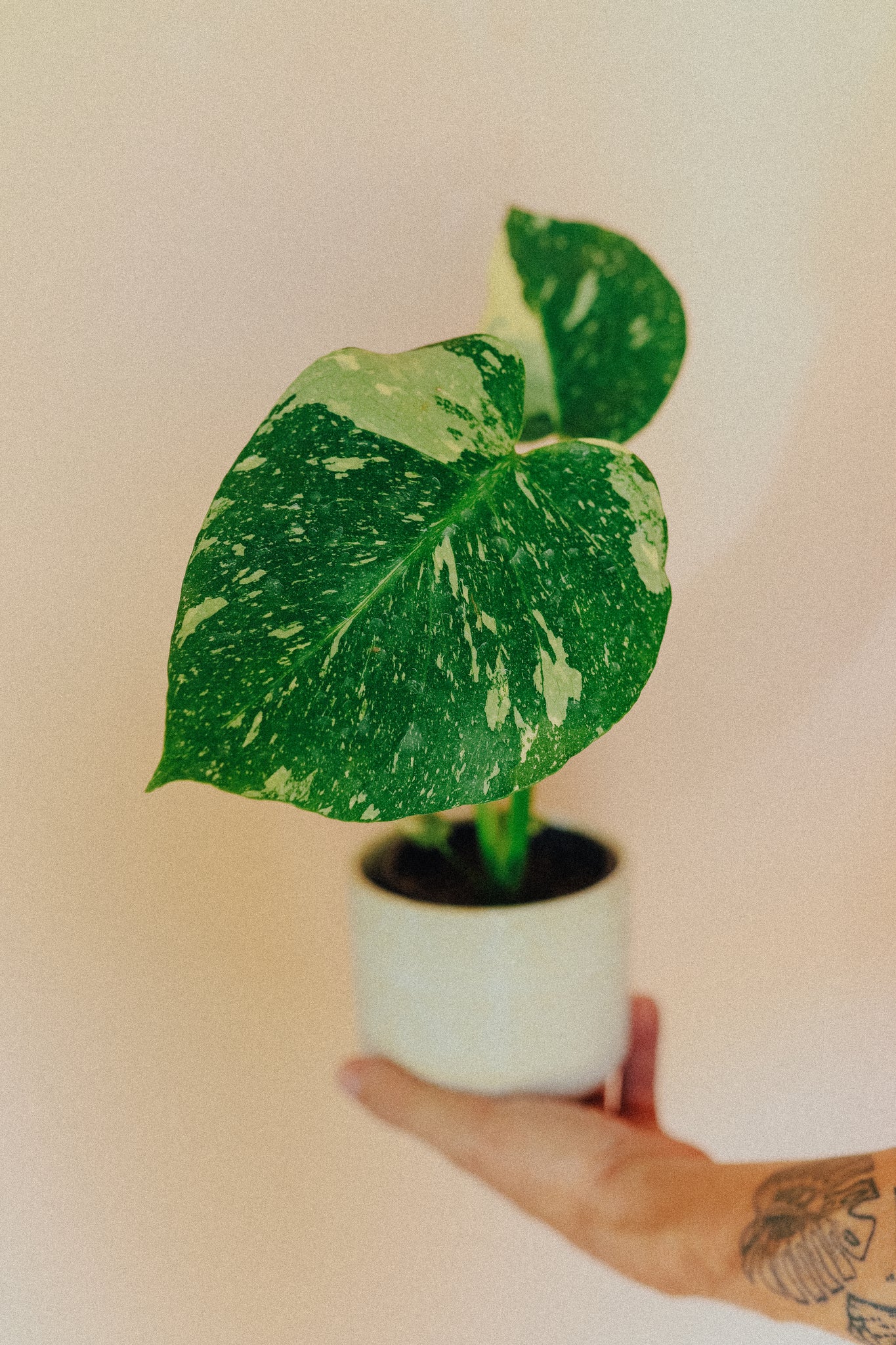 Monstera Deliciosa 'Thai Constellation'