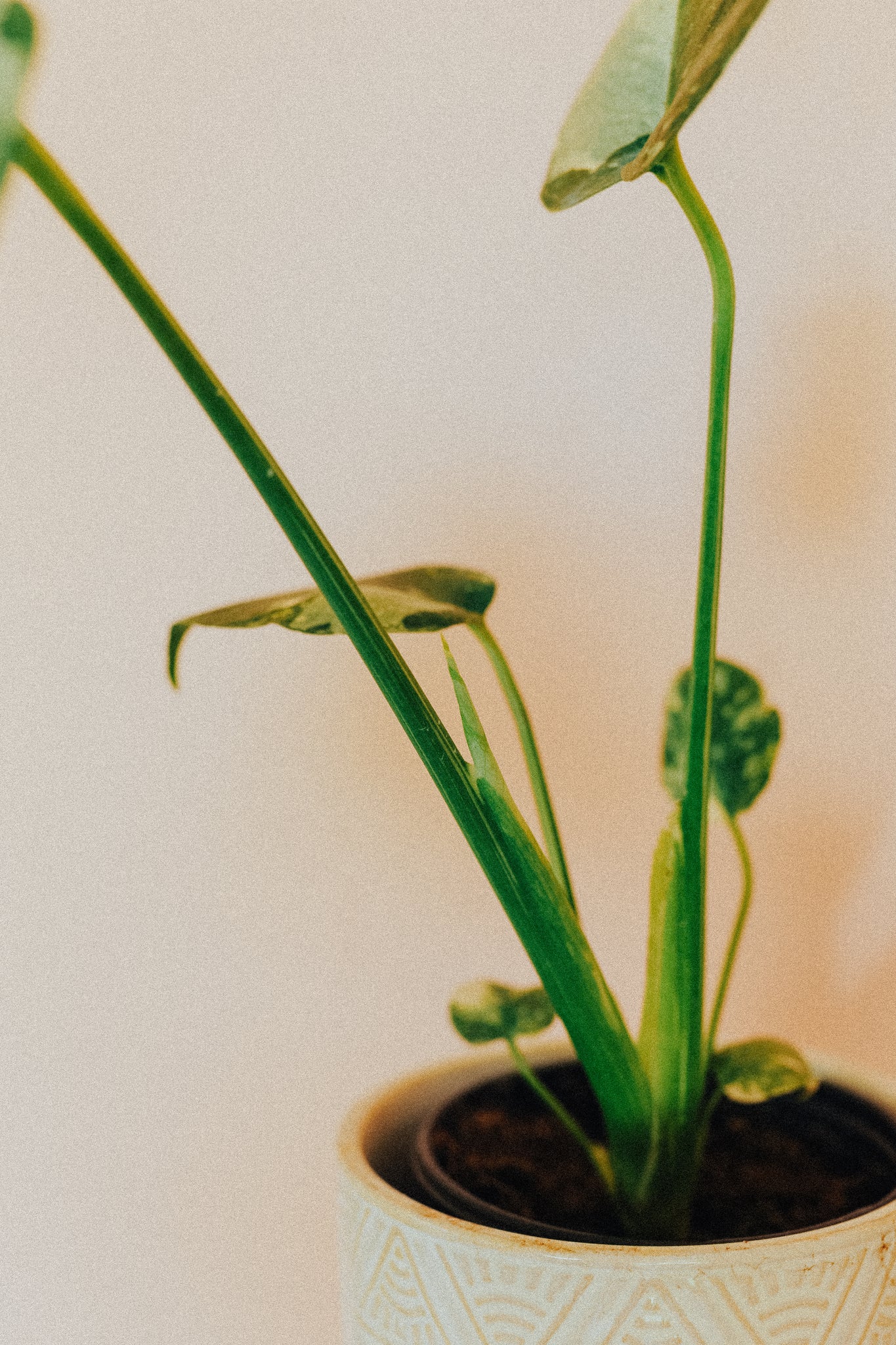 Monstera Deliciosa 'Thai Constellation'