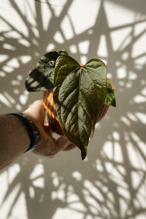 Anthurium Queen of Hearts