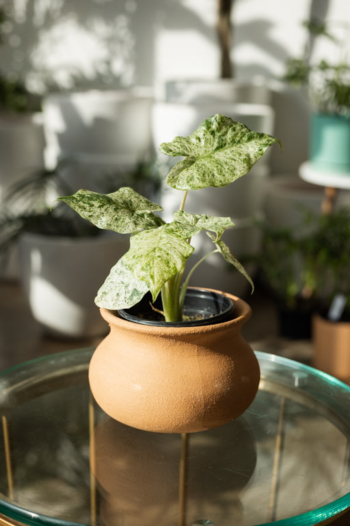 Alocasia Odora ‘Batik’