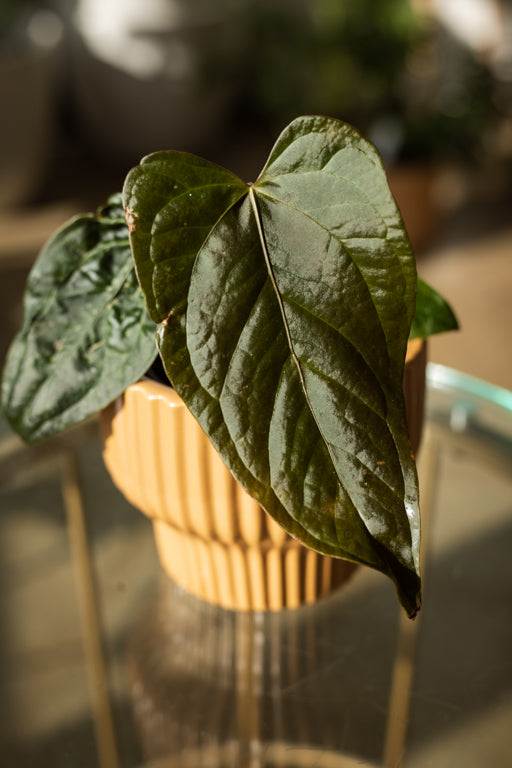 Anthurium Queen of Hearts