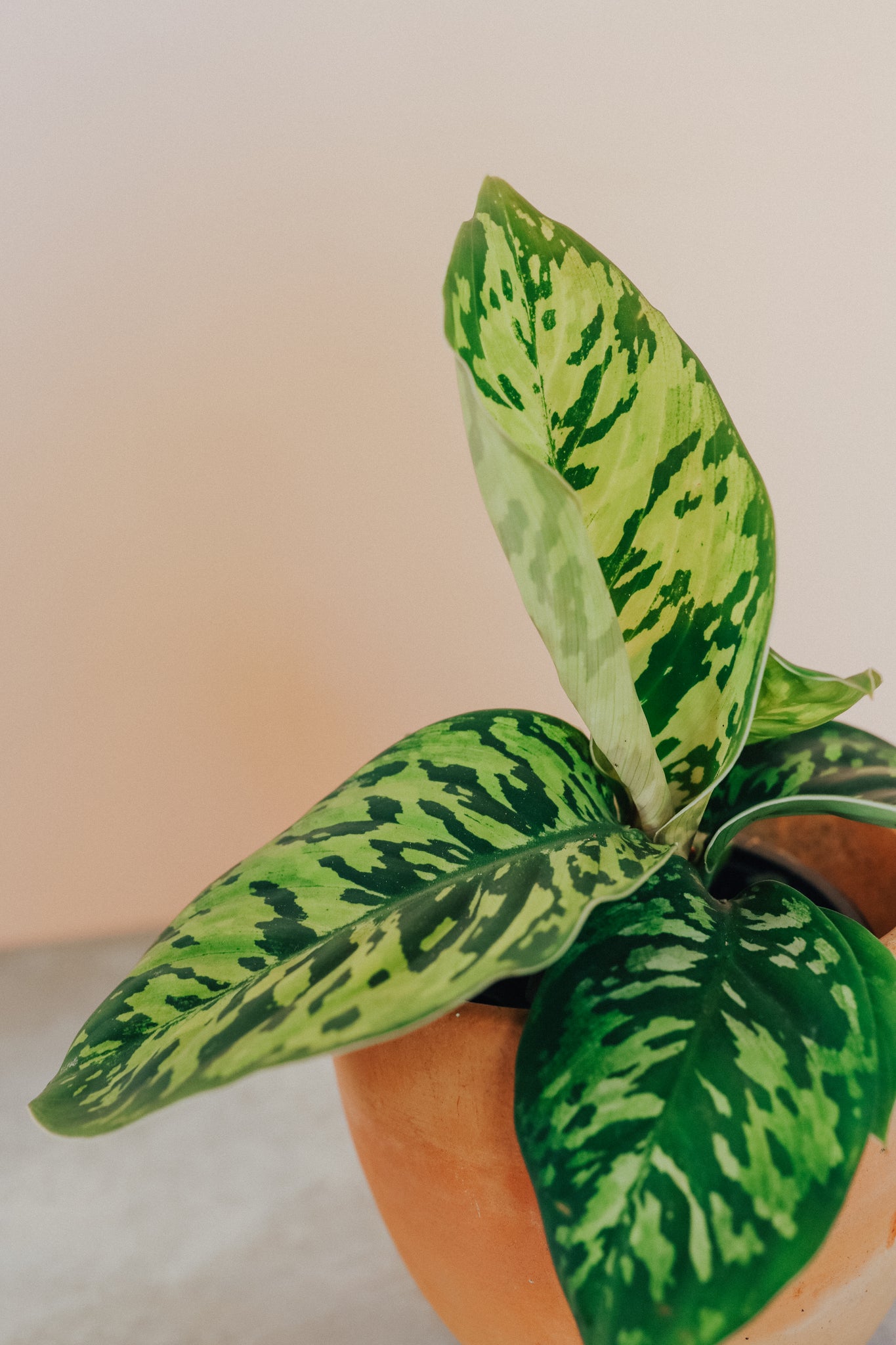 Homalomena 'Camouflage'