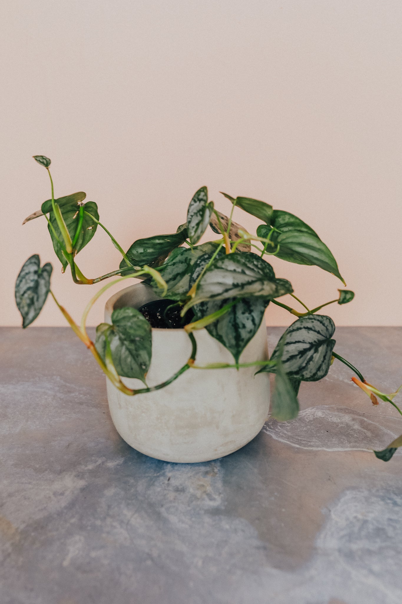 Philodendron Branditianum