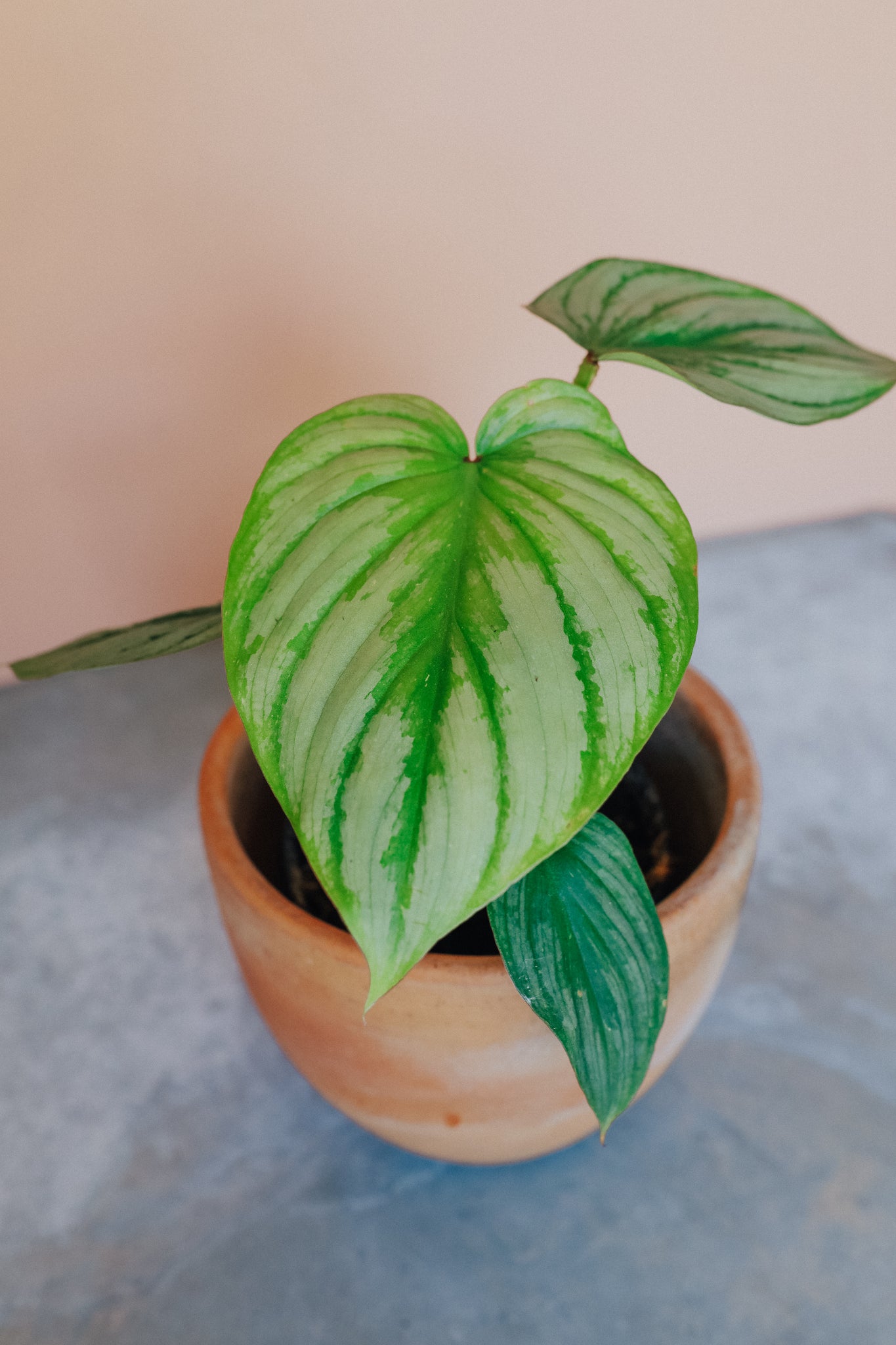 Philodendron Mamei