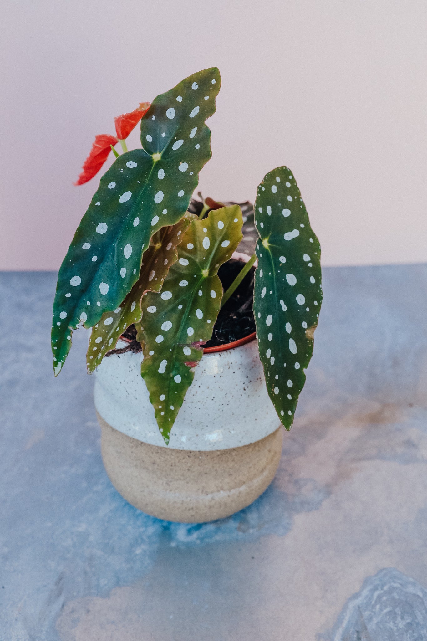 Begonia Maculata