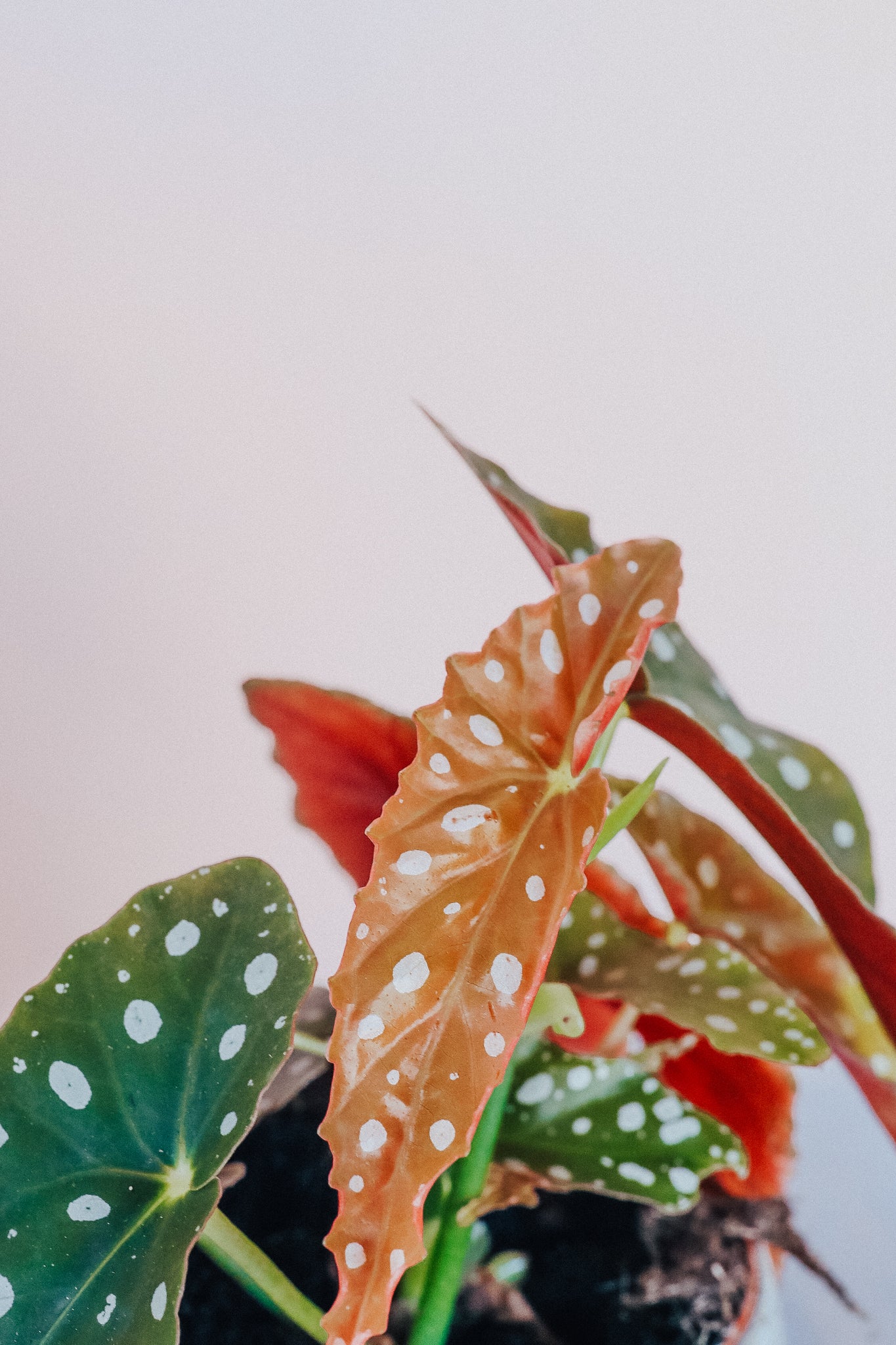 Begonia Maculata