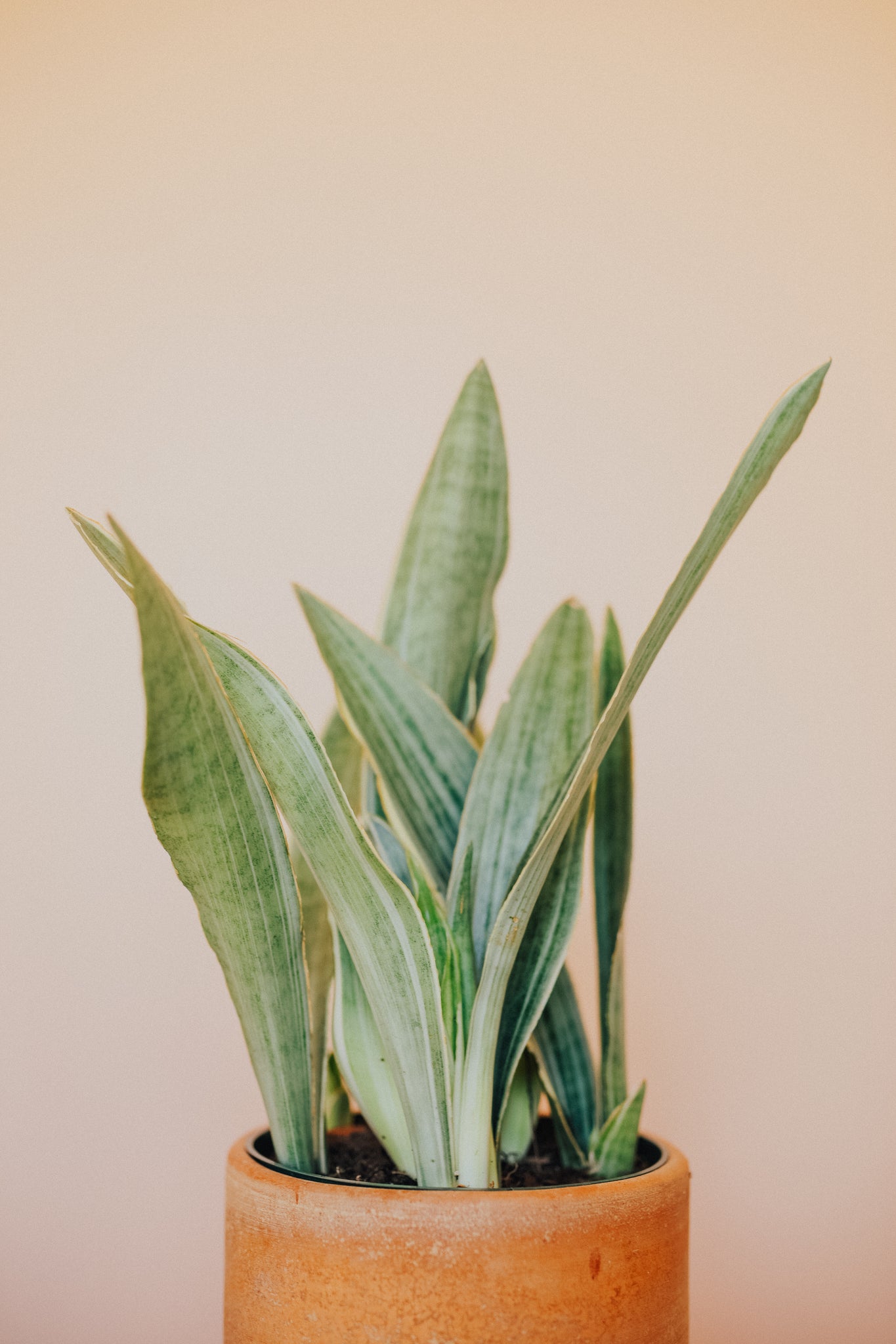 Dracaena (Sansevieria) Sayuri