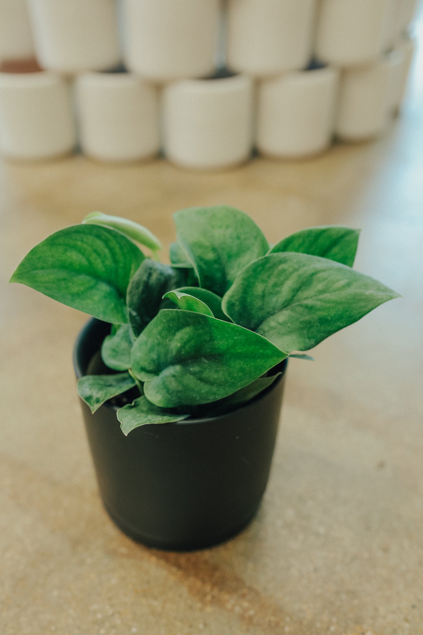 Scindapsus "Jade Satin"
