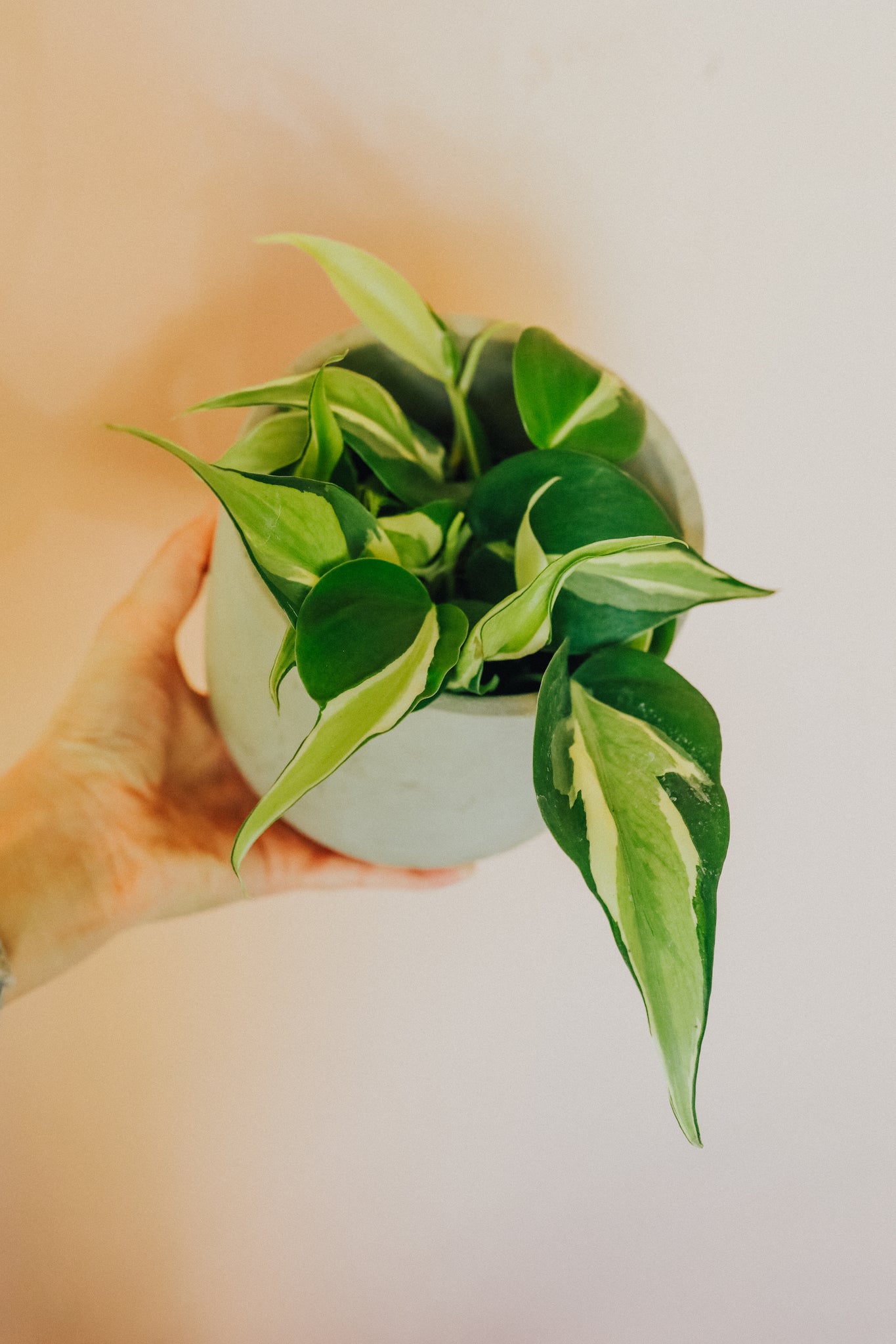 Philodendron 'Silver Stripe'