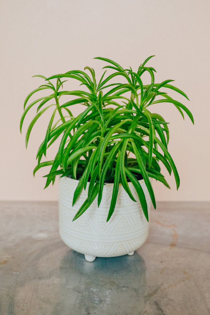 Peperomia Ferreyrae 'Happy Bean'