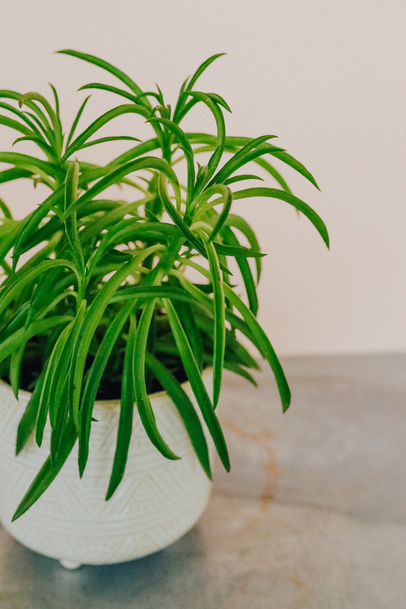 Peperomia Ferreyrae 'Happy Bean'