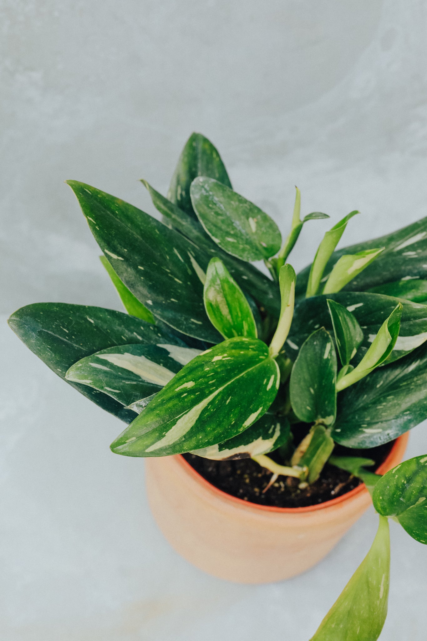 Monstera Standleyana Variegata