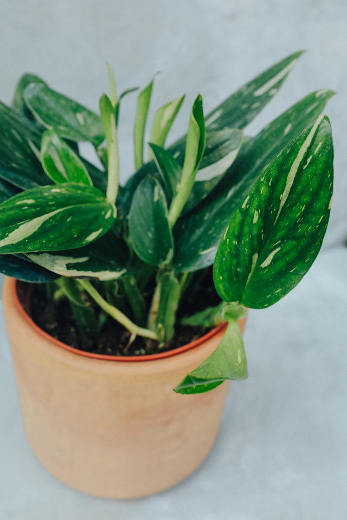 Monstera Standleyana Variegata