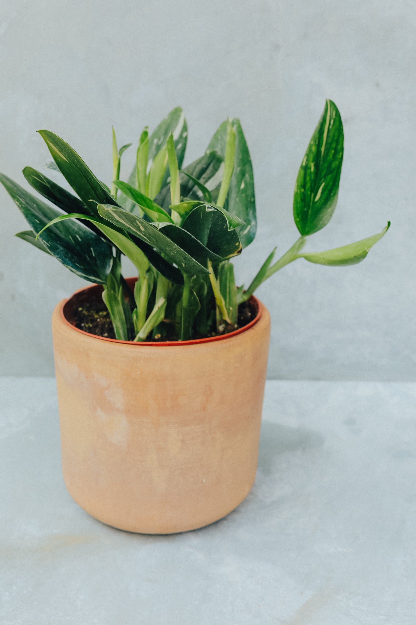 Monstera Standleyana Variegata