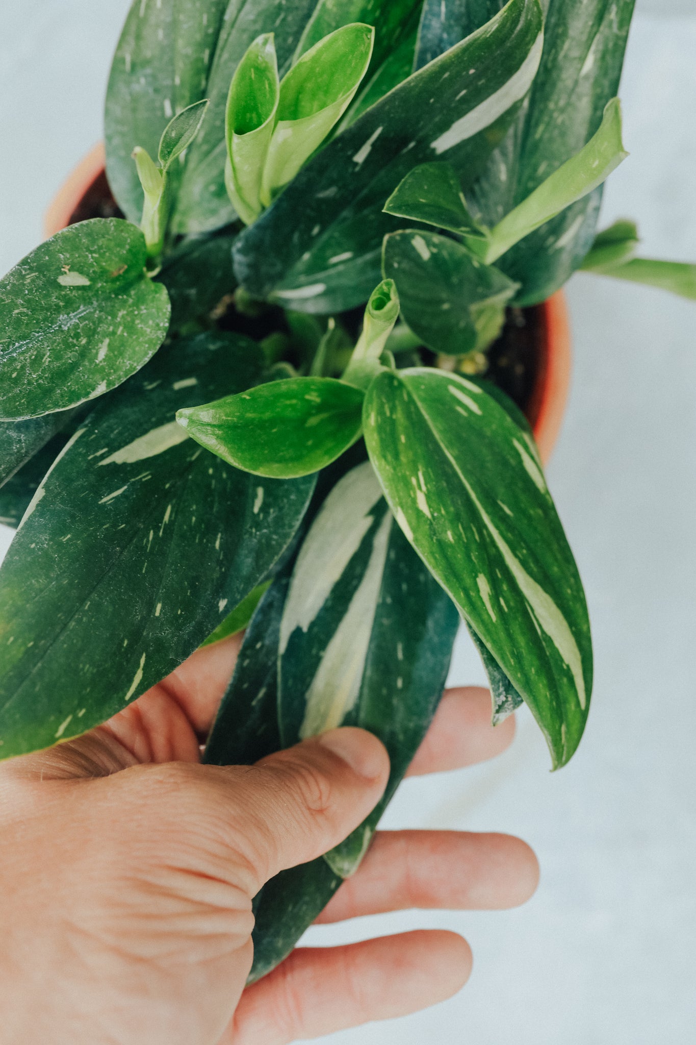 Monstera Standleyana Variegata