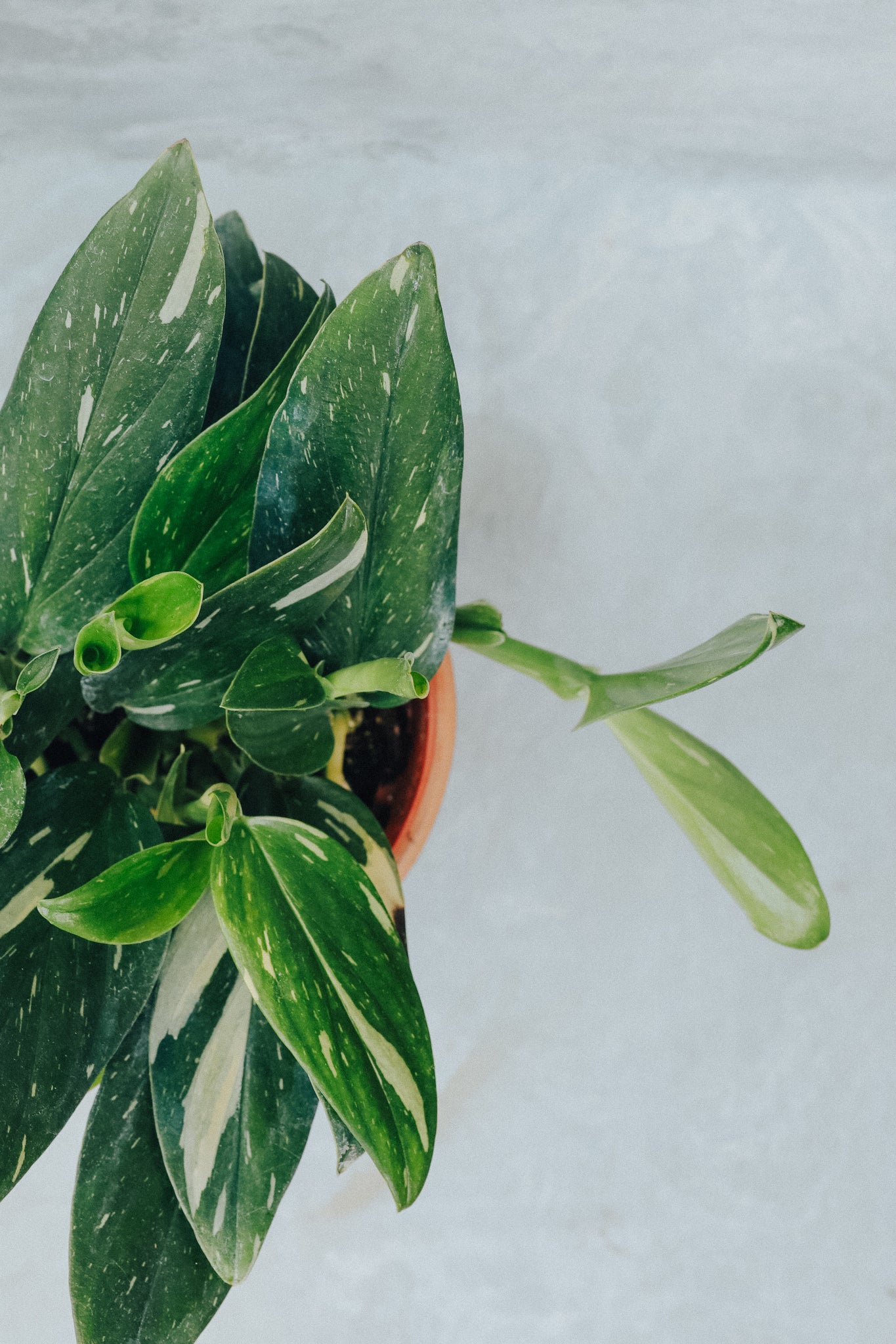 Monstera Standleyana Variegata