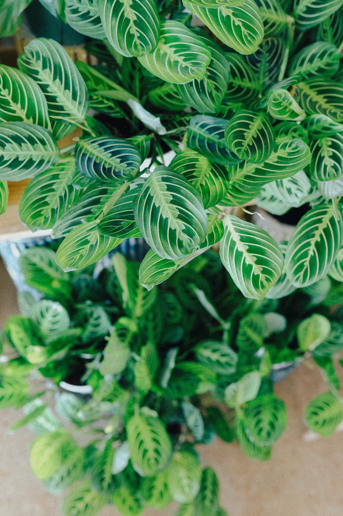 Maranta Leuconeura 'Lemon'