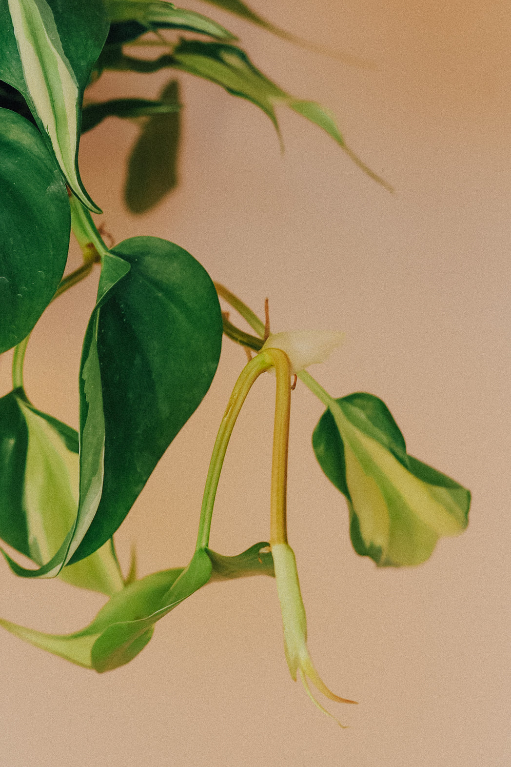 Philodendron 'Silver Stripe'