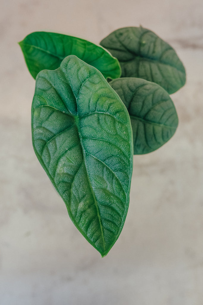 Alocasia 'Melo'