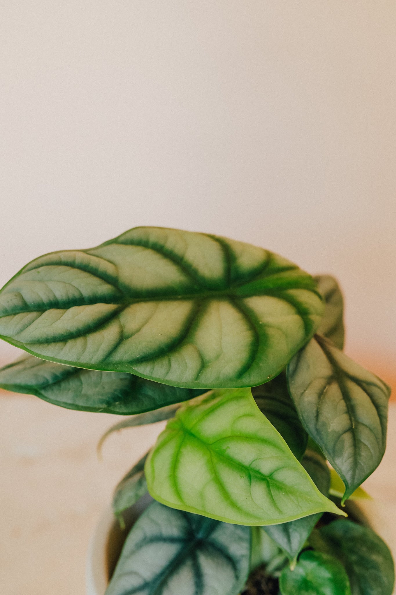 Alocasia 'Silver Dragon'