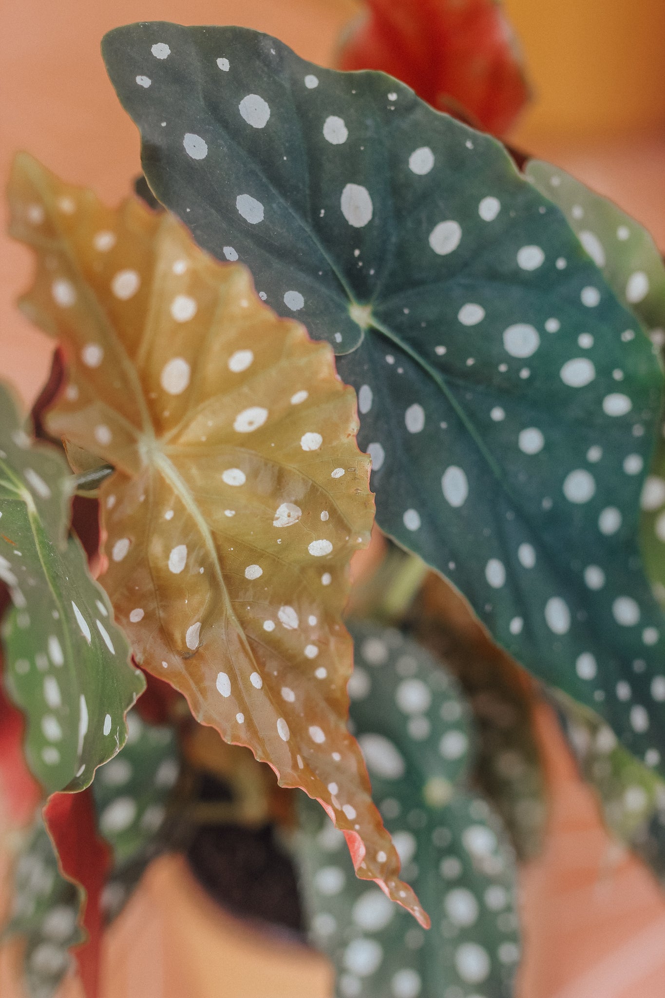 Begonia Maculata