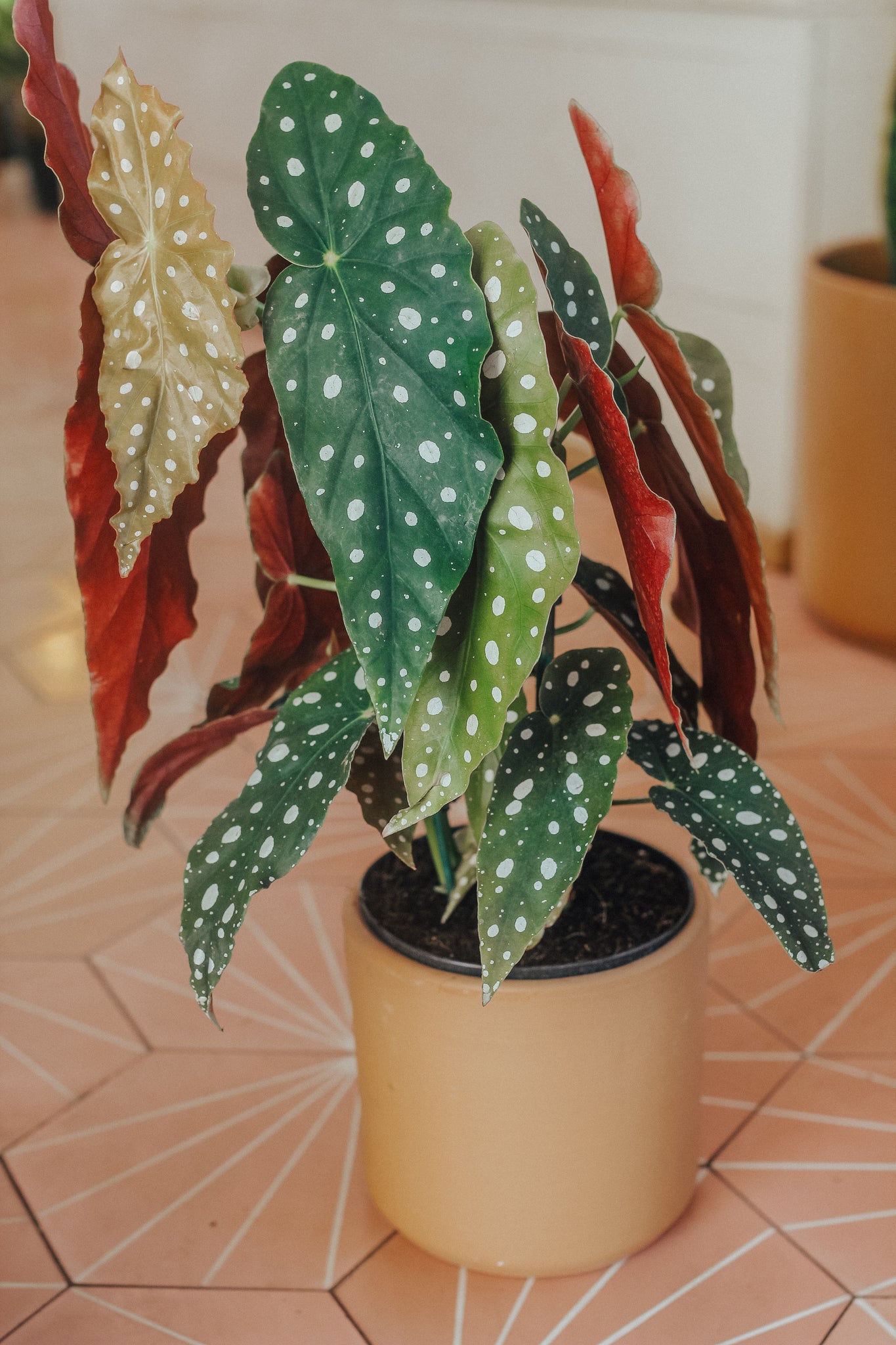 Begonia Maculata