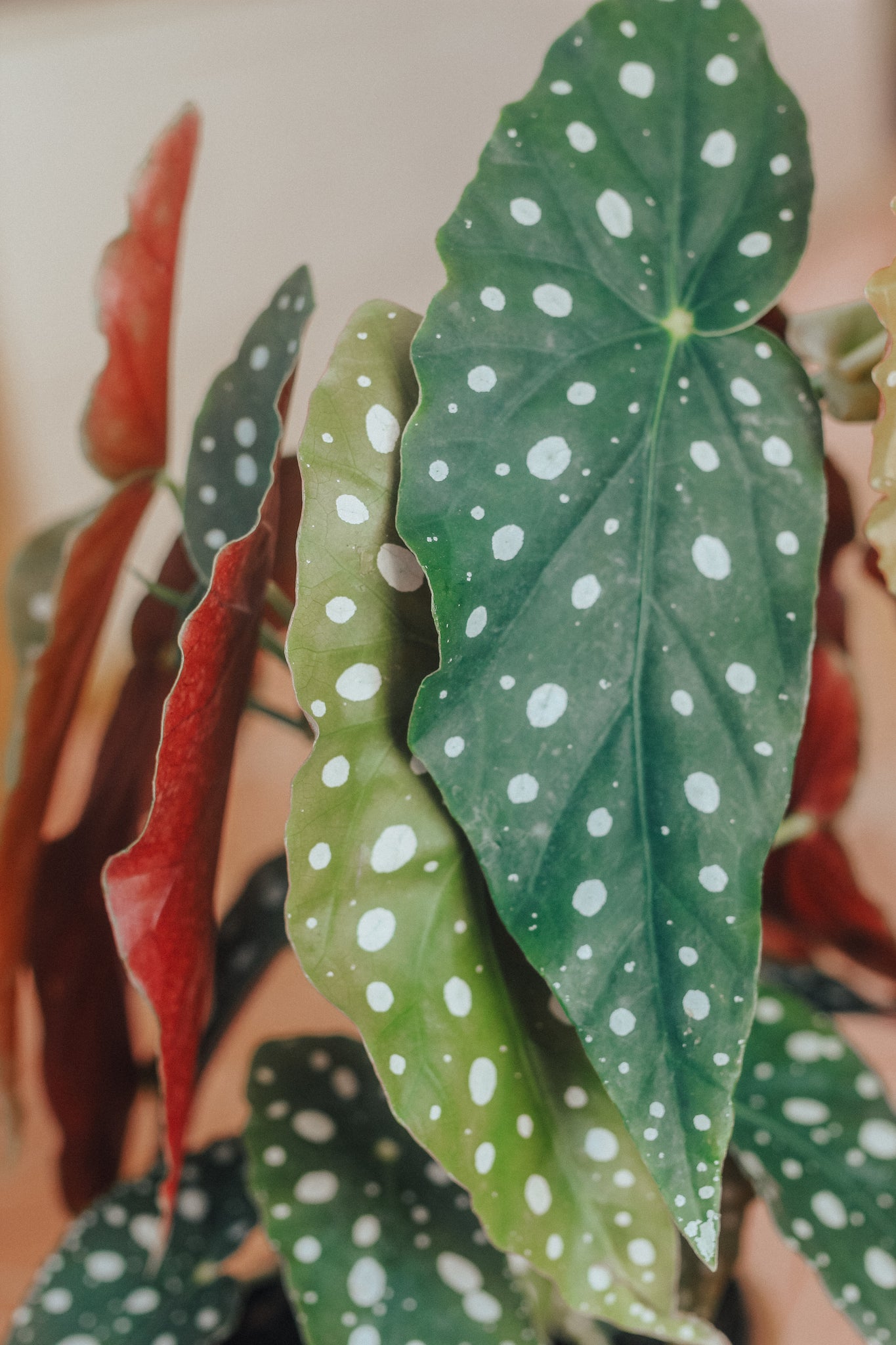 Begonia Maculata