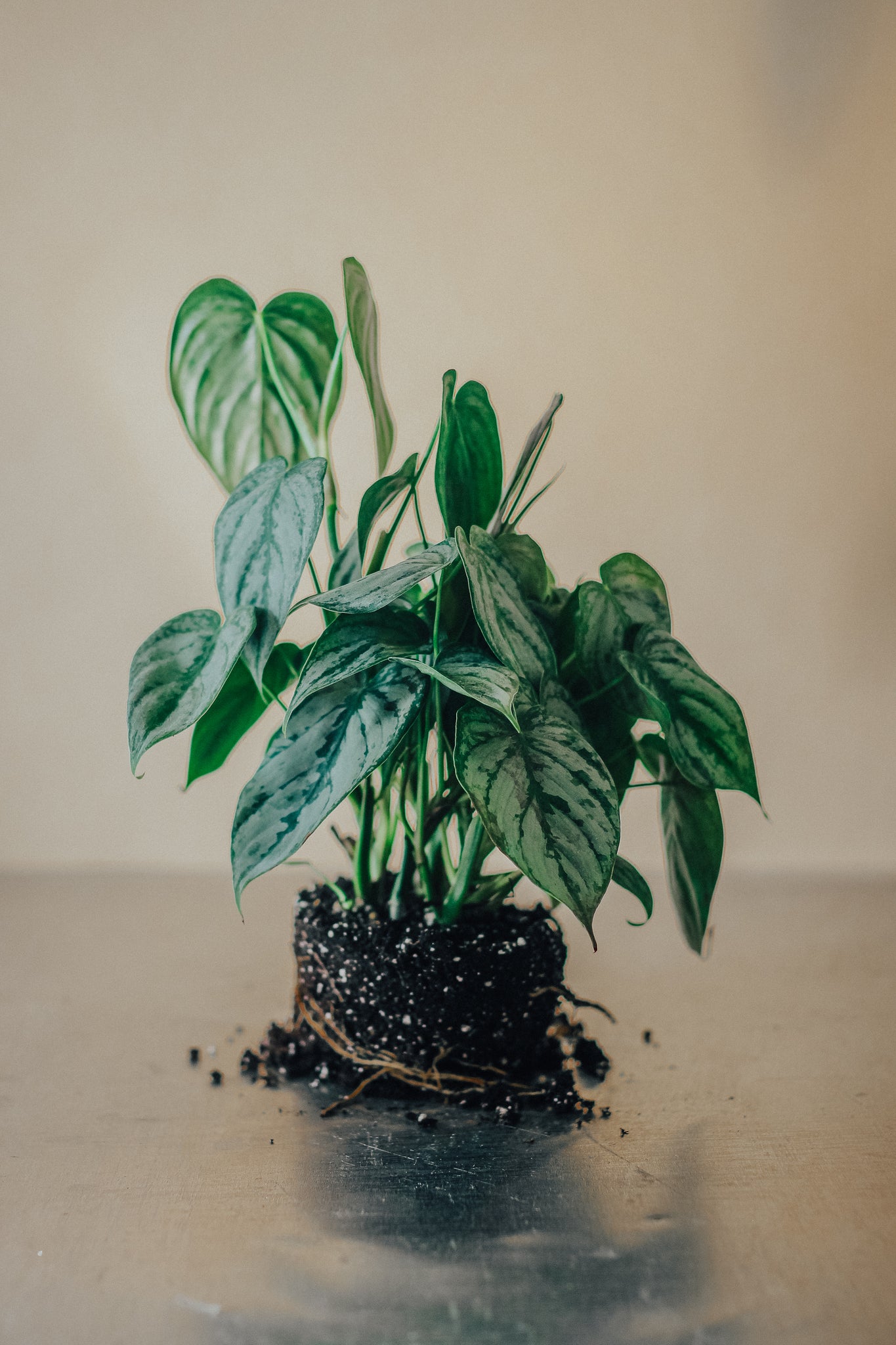 Philodendron Branditianum