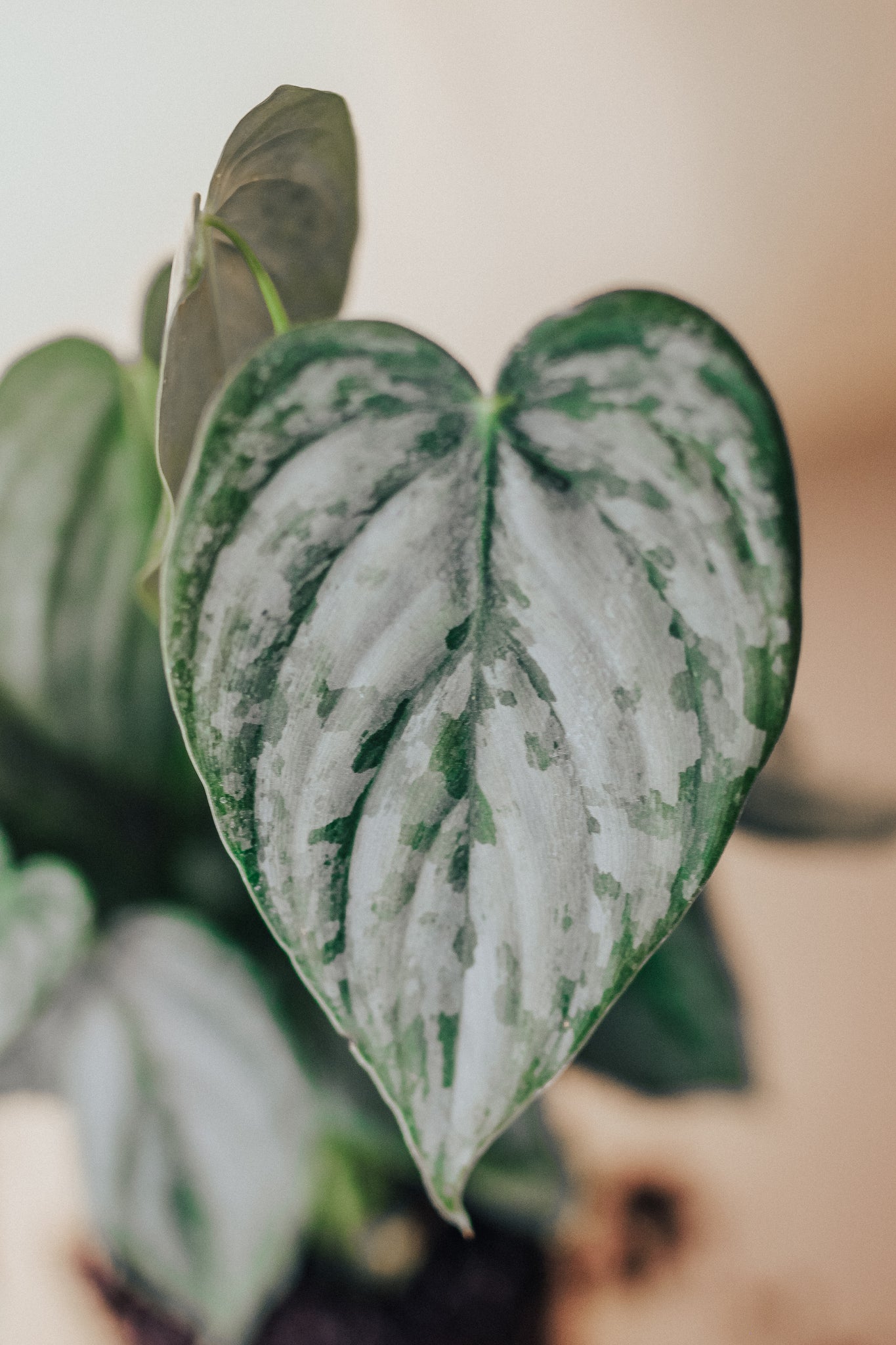 Philodendron Branditianum