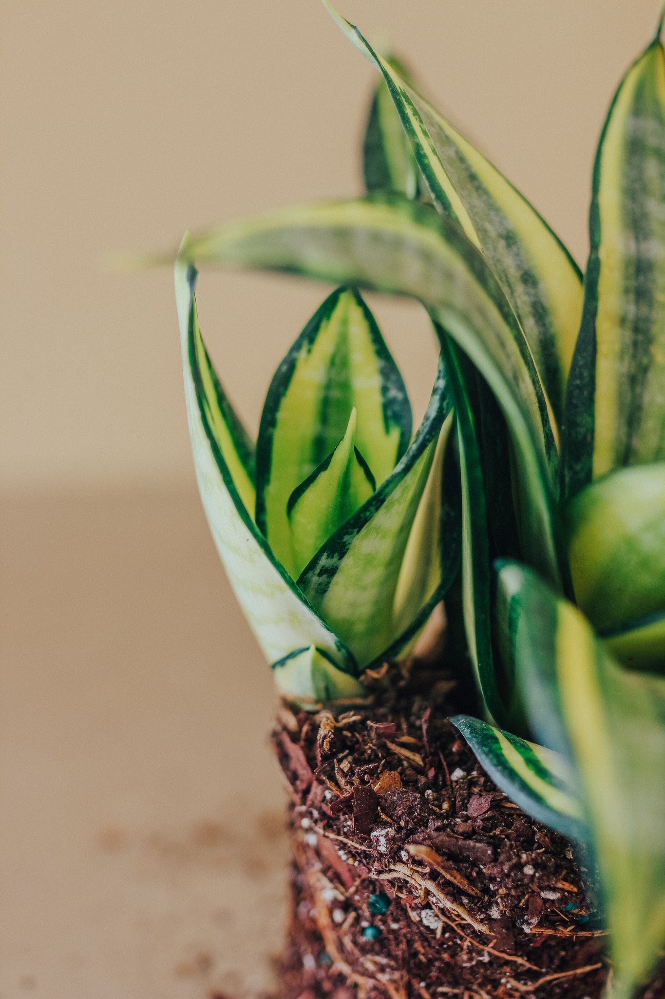 Dracaena (Sansevieria) Starpower
