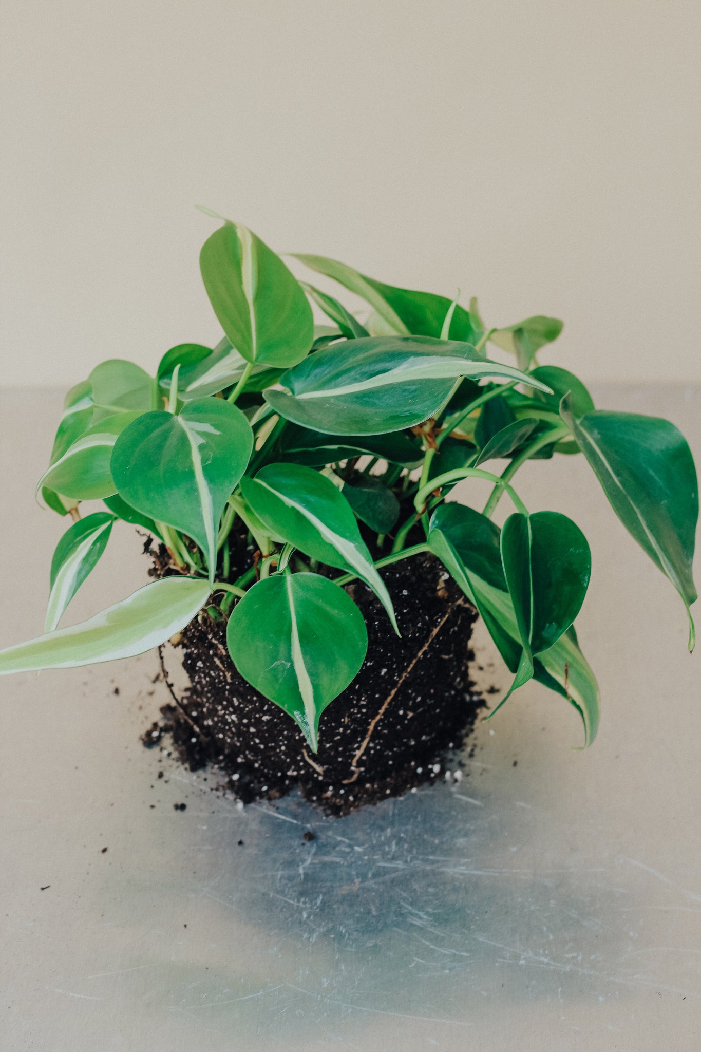 Philodendron 'Silver Stripe'