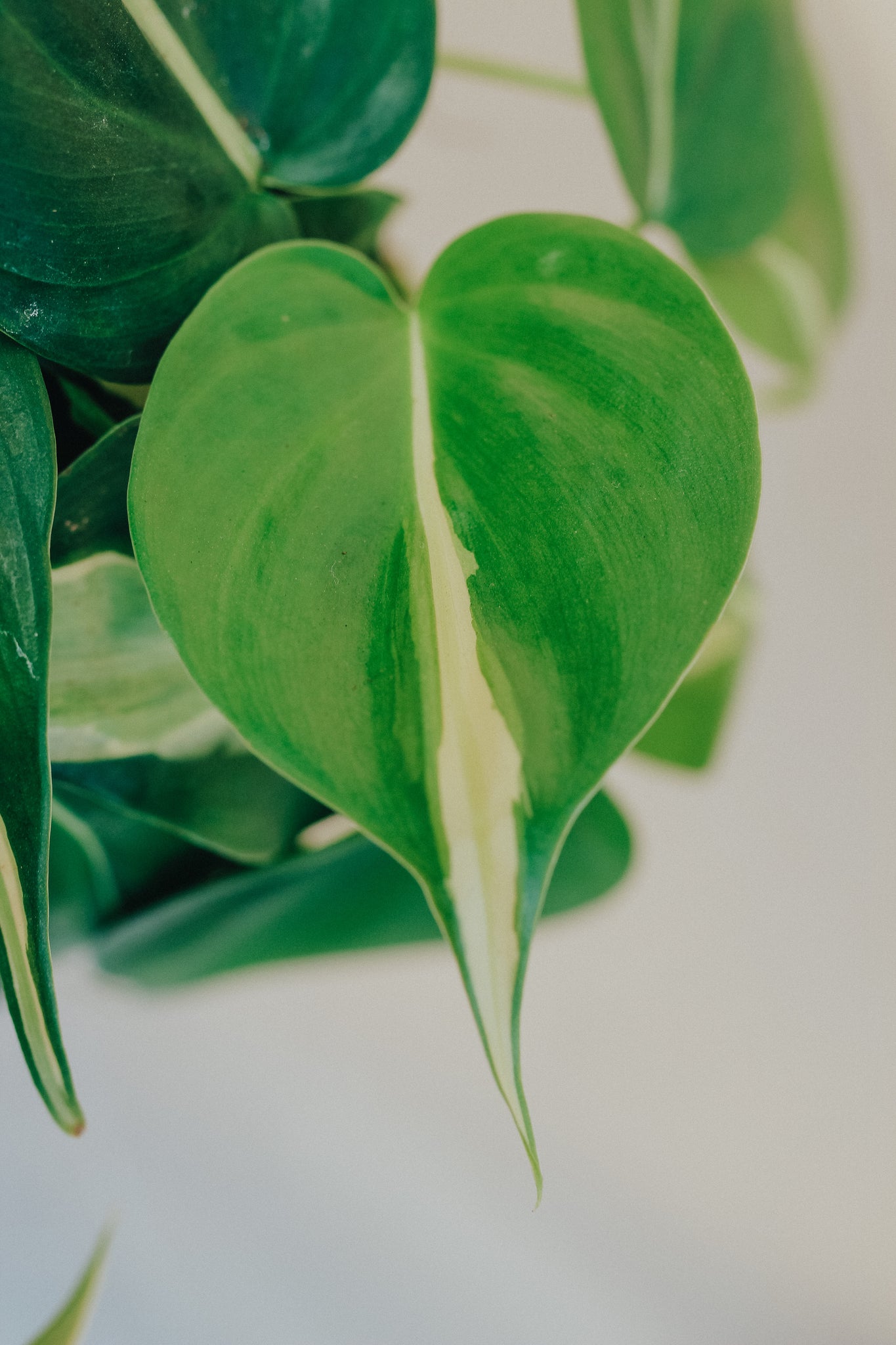 Philodendron 'Silver Stripe'